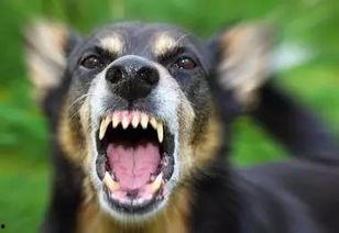 色狗成人网视频,一场成人视频的惊悚之旅